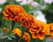 Lutein and Zeaxanthin Marigold Extract Tagetes erecta L. Extract for Eye Health