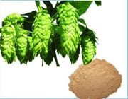 Hops Extract,Humulus Lupulus L. Extract,Light Yellow-Brown Powder,Herbal Extract/Plant Extract