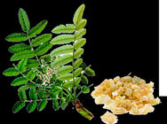 Boswellia Serrata Extract,Herbal Extract,Boswellic Acid 65%min,Yellow color