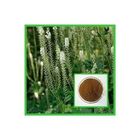 Black Cohosh Extract with 2.5% Triterpenoid Saponins for Womens Health and Well-Being