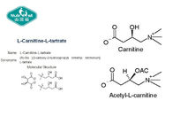 L - Carnitine Base / HCl / Tartrate / Fumarate , Acetyl - L - Carnitine HCl for Weight Loss