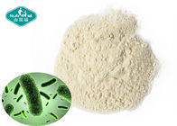 Hot Sale Probiotic Strain Powder Lactobacillus Fermentum for Antioxidant Properties