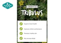 Natural Tribulus Terrestris Extract 500mg Capsules for Strength and Performance