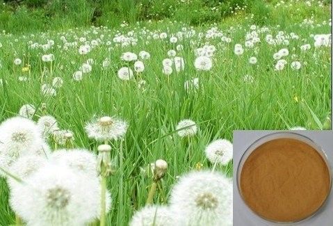 Dandelion Extract for  liver diseases,Brown Powder,Herbal Extract/Plant Extract