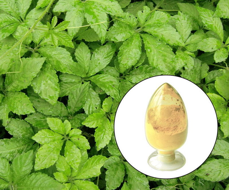 Gynostemma Extract,Jiaogulan,Light brown to yellow powder,Herbal Extract/Plant Extract