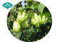 Hops Humulus Lupulus Capsules Promotes Relaxation for Restful Sleep supplier