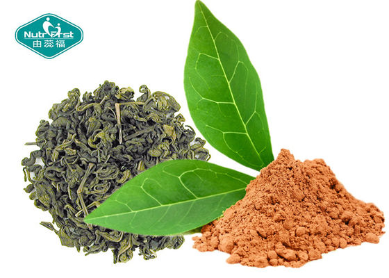 China Natural Botanical Extracts 98.0% Polyphenols Green Tea Extract with EGCG 98% supplier