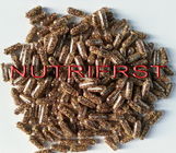 Ferrous Sustained Release Micro Pellets Capsule with Yellow + Black Brown Pellets , Contract Manufacturing
