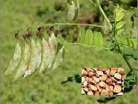 Natural Herbal Extract Polysaccharides Astragalus Membranaceus Extract for Providing Energy