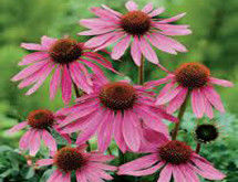 Echinacea Extract Echinacea Purpurea Extract Boosts Immune System