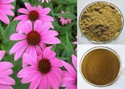 Echinacea Extract Echinacea Purpurea Extract Boosts Immune System