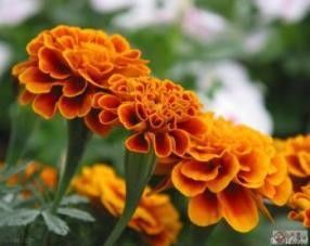 Lutein and Zeaxanthin Marigold Extract Tagetes erecta L. Extract for Eye Health