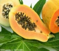 Papaya Fruit Powder / Pawpaw Fruit Powder / Freeze Dried Papaya / Pawpaw Fruit Powder in Beverage for Skin