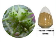 Tribulus Terrestris PE,Yellow Brown Powder,Herbal Extract/Plant Extract
