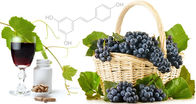 Dark purple 5% Resveratrol Grape Skin Extract as Herbal Extract/Plant Extract