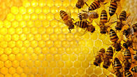 Royal Jelly,yellow jelly,Dietary Supplement