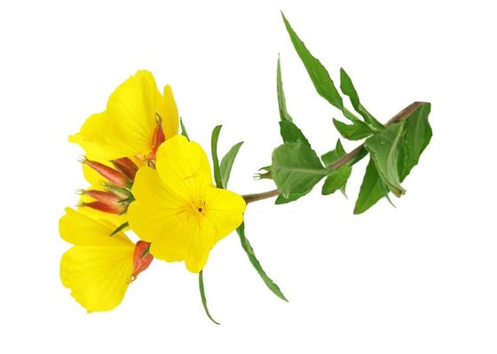 Daily Natural Evening Primrose Oil Softgels Health Supplements for Women