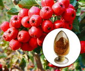Hawthorn Leaves / Berry Extract.Brown Powder,Herbal Extract/Plant Extract
