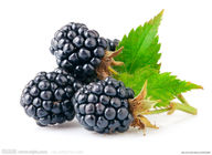 Blackberry Powder,Black Red Powder,Fruit and Vegetable Powder