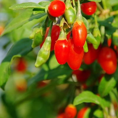 Goji Berry Wolfberry Extract Lycium Barbarum L with Polysaccharides 10-50%