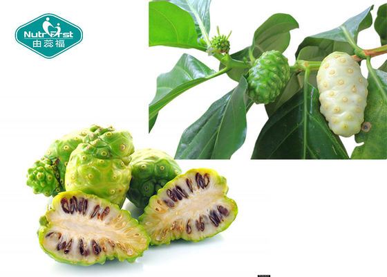 100% Natural Freeze Dried Noni Fruit Powder Noni Fruit Powder for Healthy Body Weight