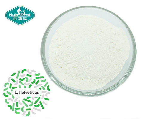 Effective Probiotics strain Lactobacillus Helveticus Powder for Improve Depression and Blood Pressure