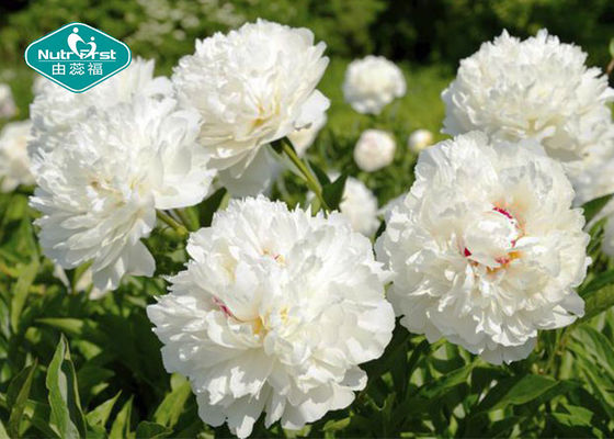 White Peony Root Extract Paeonia Lactiflora Pall Extract Herbal Supplement Paeoniflorin