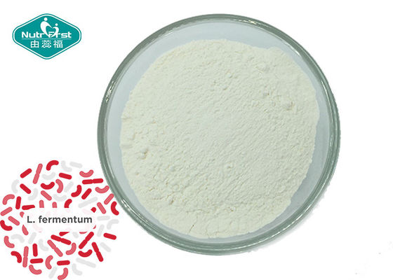 Hot Sale Probiotic Strain Powder Lactobacillus Fermentum for Antioxidant Properties