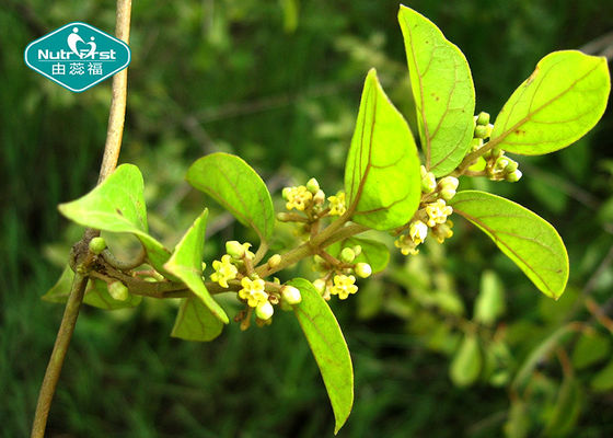 Gymnema Sylvestre Capsules for Maintain Healthy Blood Sugar Levels