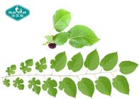 100% Natural Mulberry Leaf Extract with 1- Deoxynojirimycin ( 1% DNJ ) Reduces Blood Sugar
