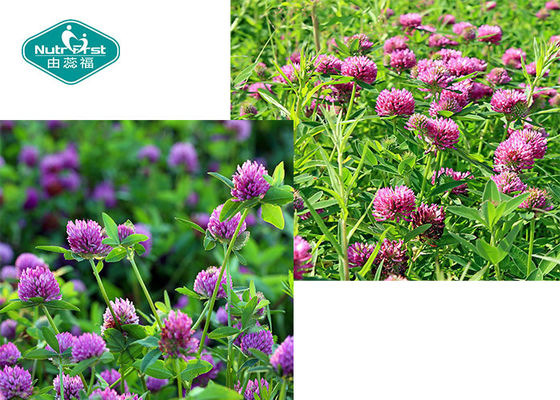 Red Clover Extract ( Trifolium Pratense ) Capsules for Menopause Support