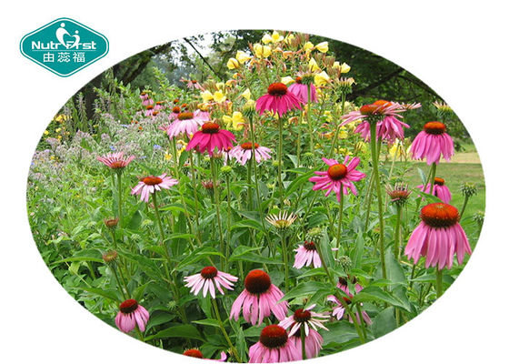 Echinacea Extract Echinacea Purpurea Extract Boosts Immune System