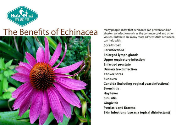 Echinacea Extract Echinacea Purpurea Extract Boosts Immune System