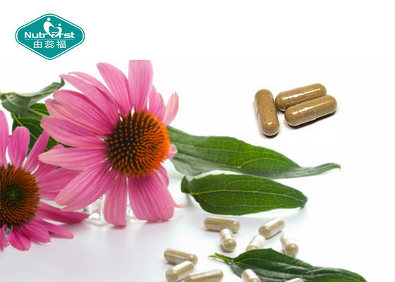 Echinacea Extract Echinacea Purpurea Extract Boosts Immune System