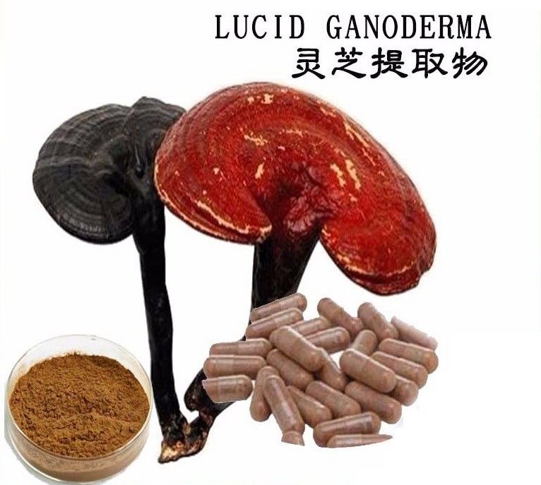 Reishi Extract,Ganoderma Lucidum/Lingzhi,Yellow Brown Powder,Herbal Extract/Plant Extract
