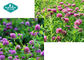 Red Clover Extract ( Trifolium Pratense ) Capsules for Menopause Support supplier